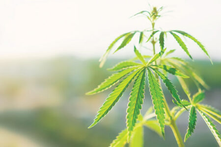 Cleaning Our Toxic World with Hemp Image